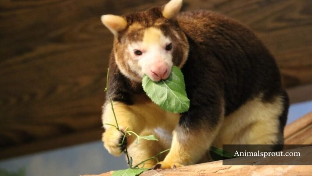 arboreal animals names