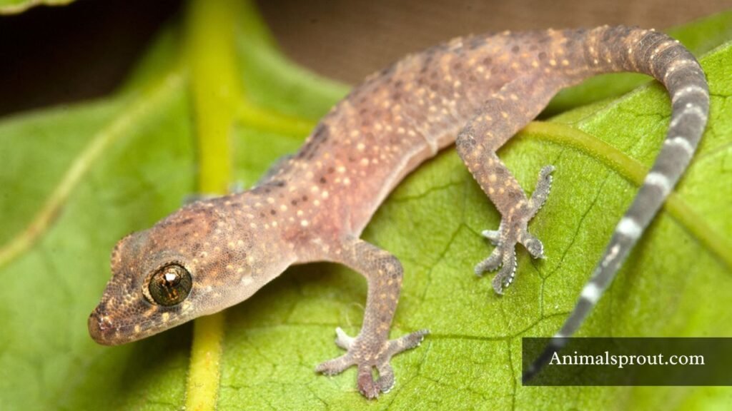 common lizards in texas