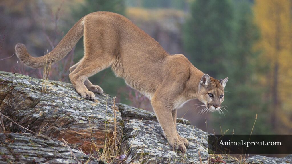 jumping animals images