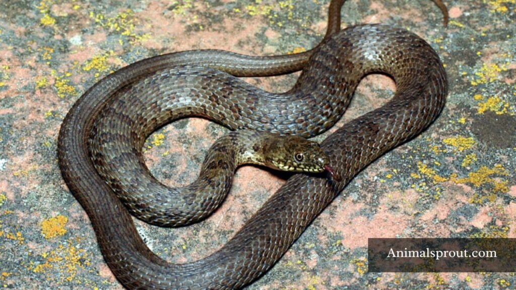non venomous snakes with triangular heads