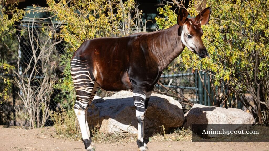 animals that are quiet and shy