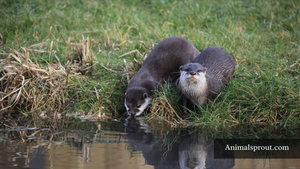 animals that look like a skunk