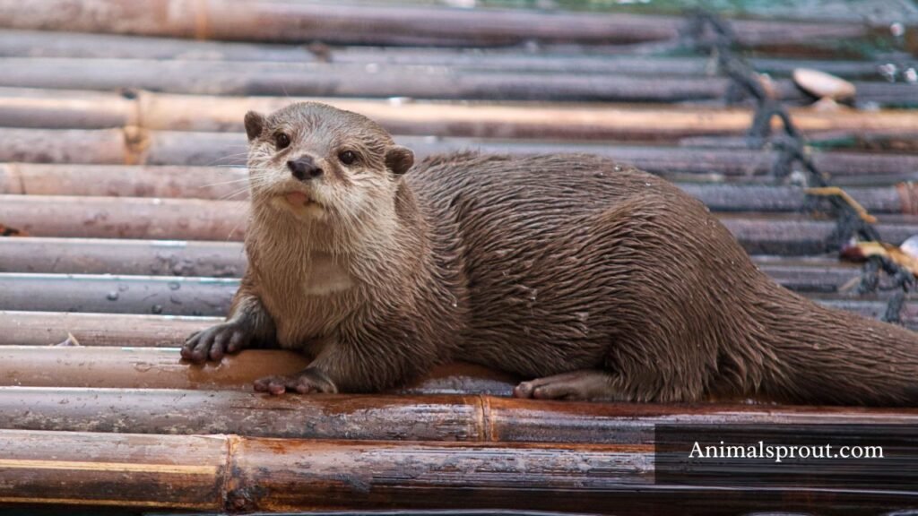 weasel-like animals