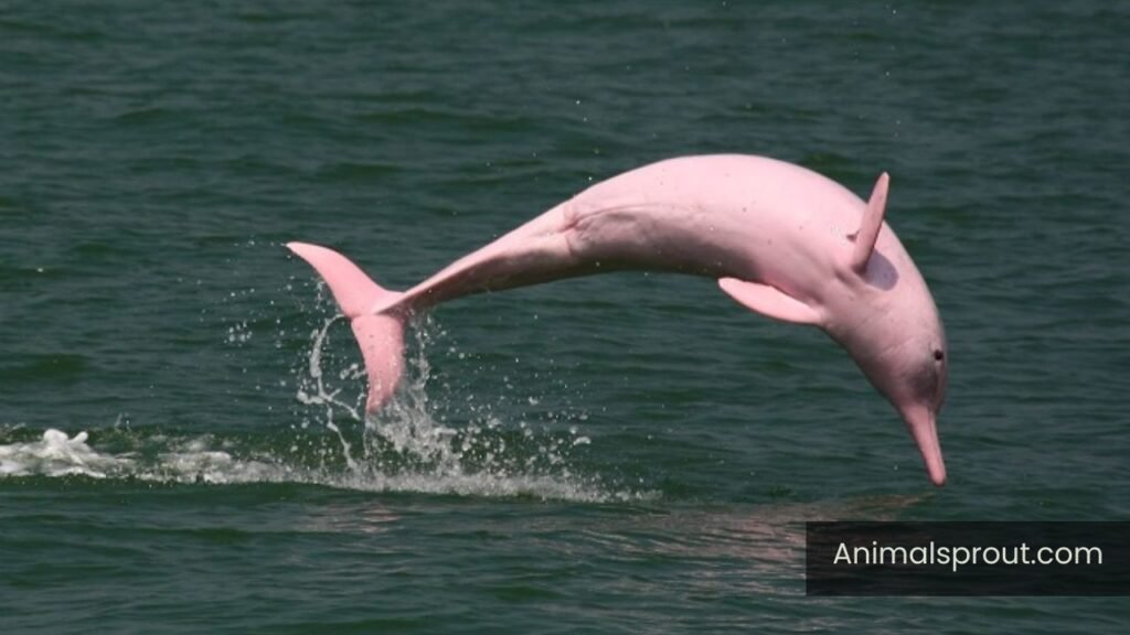 river animals