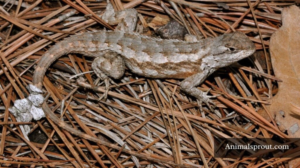 small lizards in texas