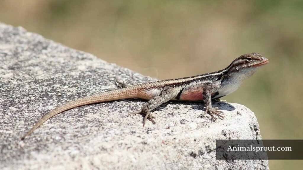 common types of lizards in texas