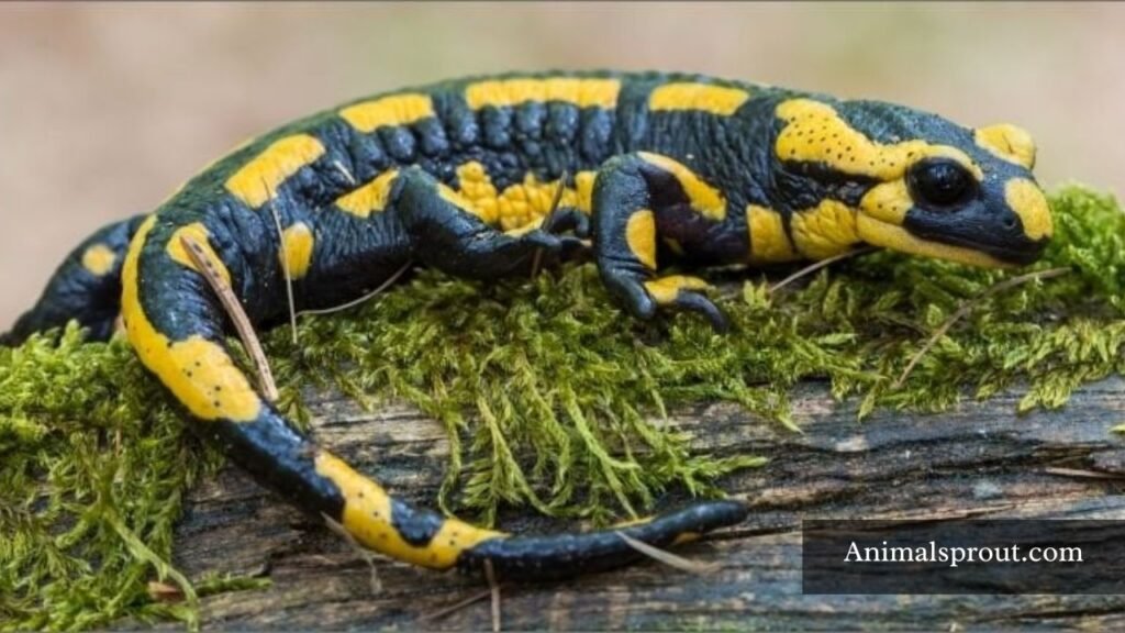 animal that lives in bog
