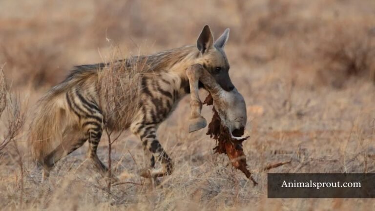Scavenger Animals In The World