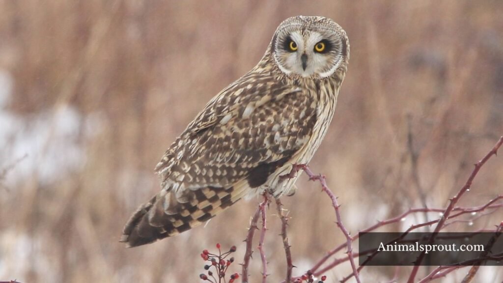 Short Eared Owls in bog