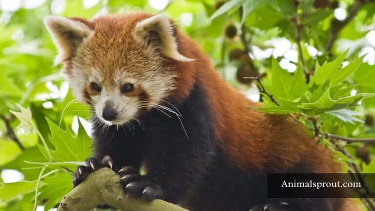 Shy Animals In The World