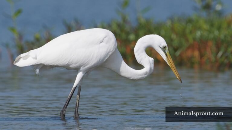 Skinny Animals
