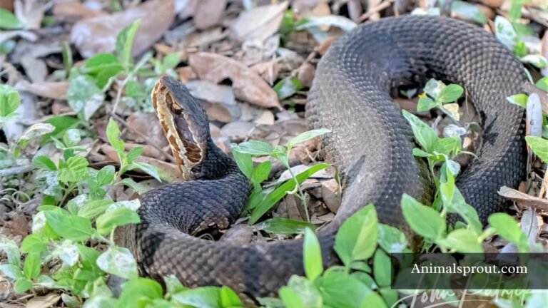 Snakes With Triangular Heads