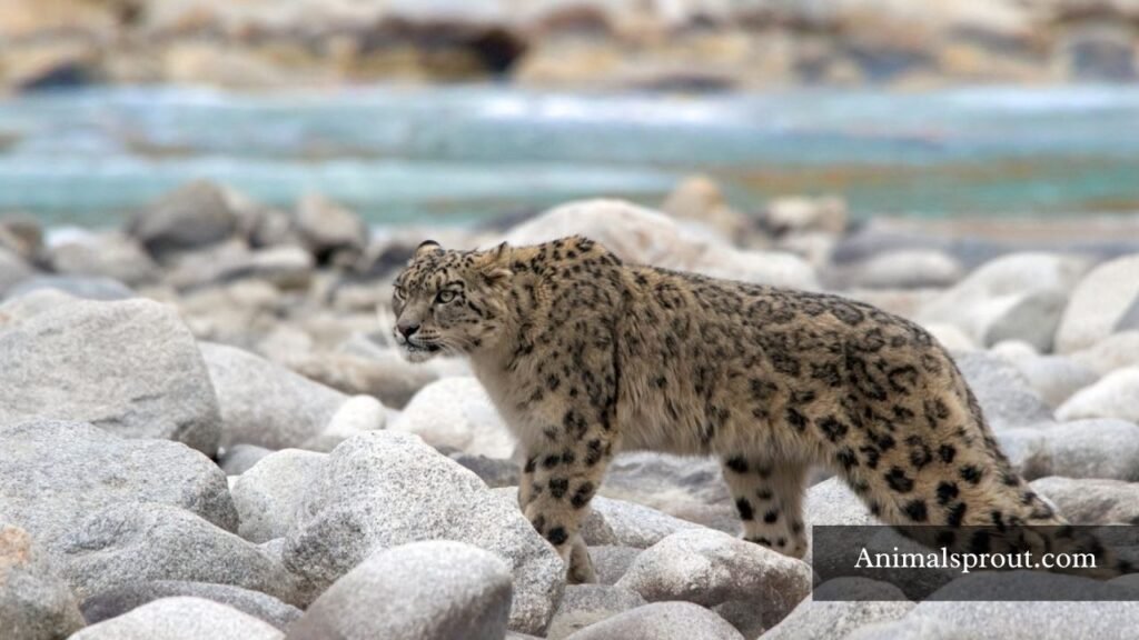 spotted animals list
