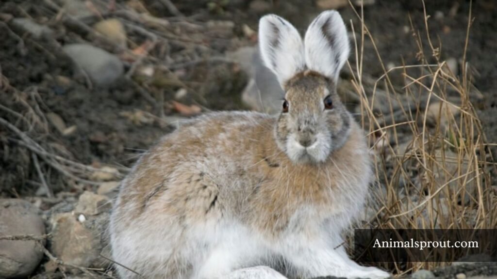 Wetland animals  