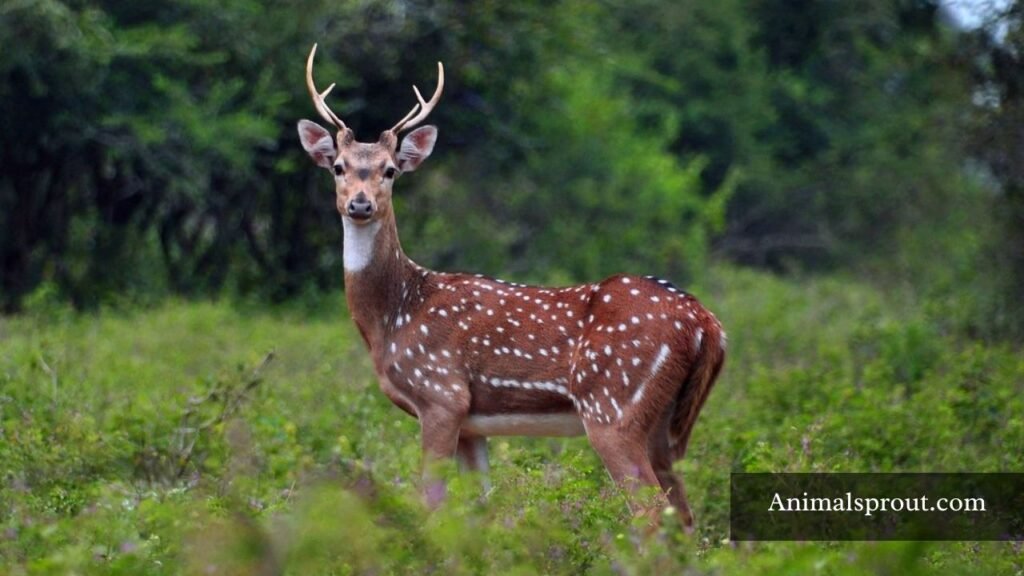wild animals with spots