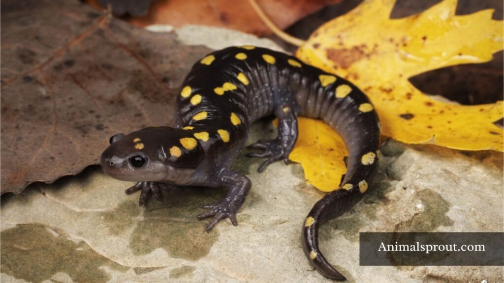 spotted animals