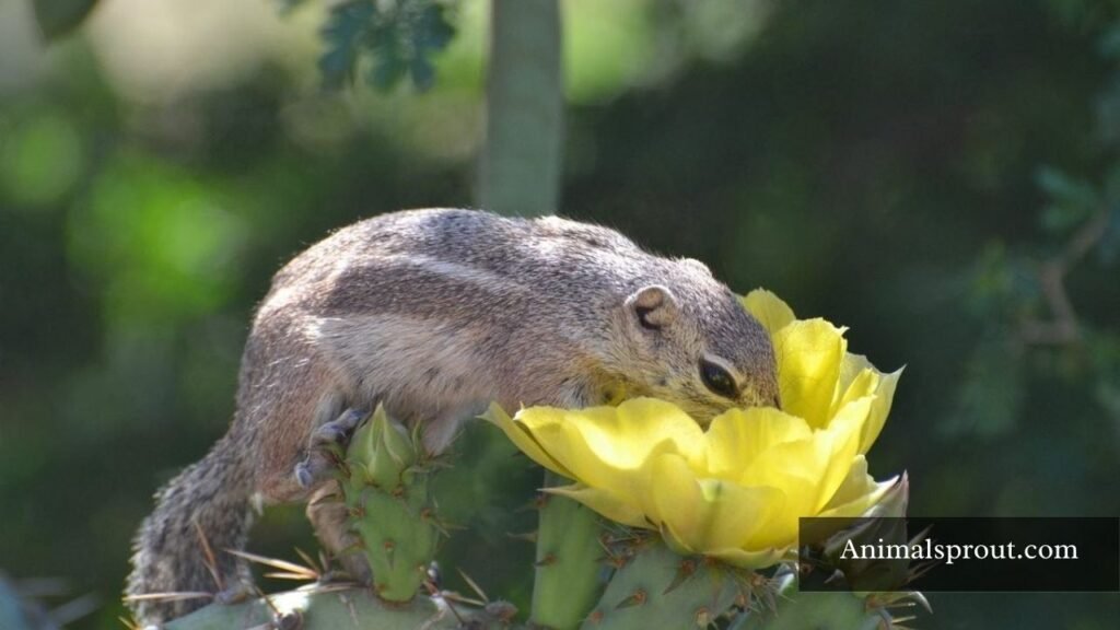 animals that eat cacti