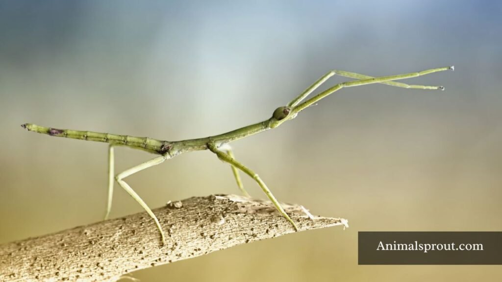 thin animals