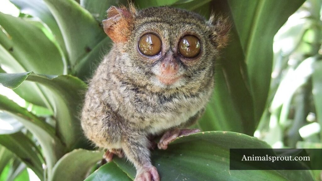 examples of arboreal animals