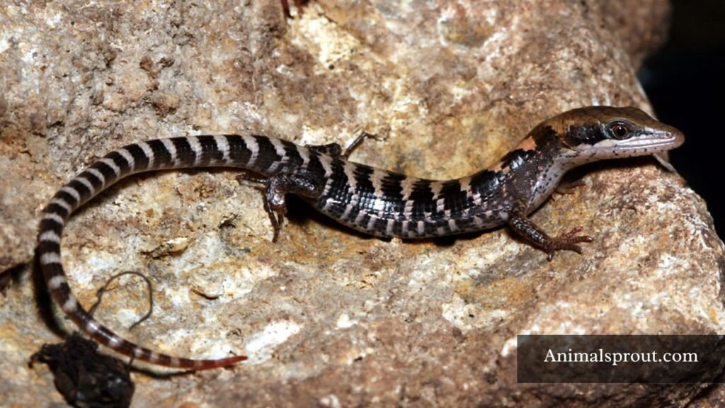 texas lizards identification