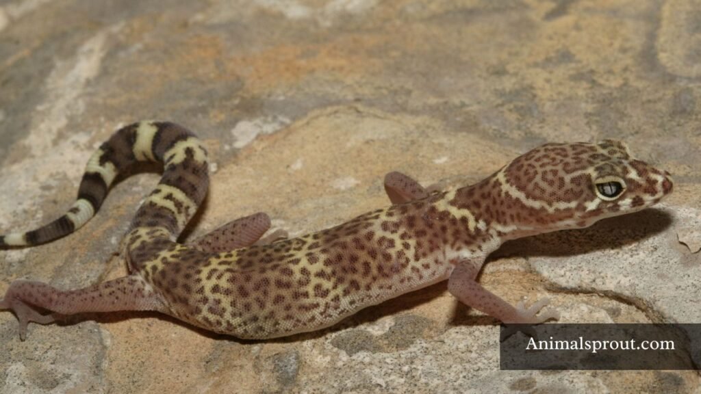 most common lizards in texas