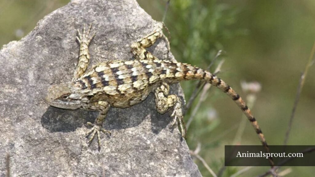 texas lizards