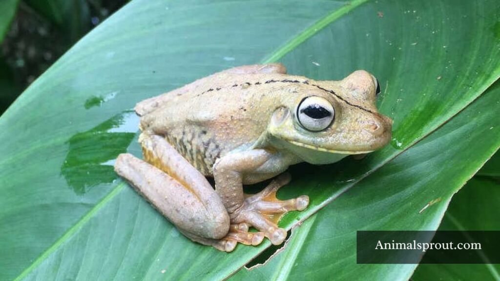 what are arboreal animals