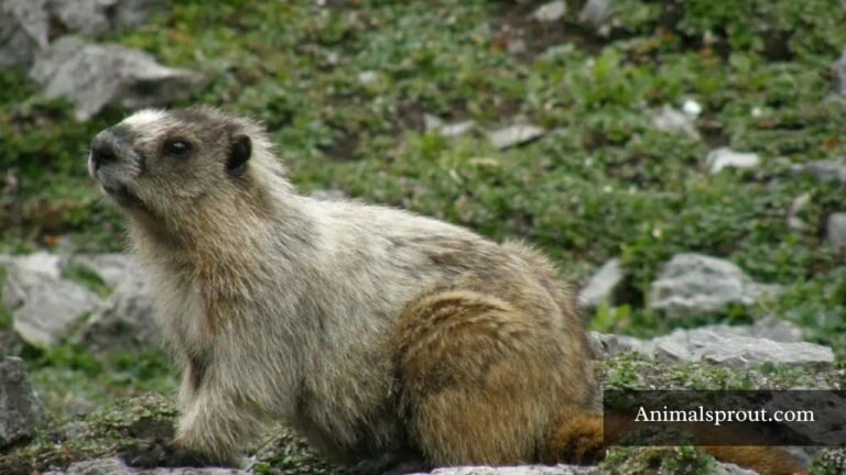 Types of Marmots in North America