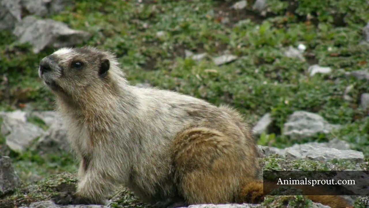 Types of Marmots in North America