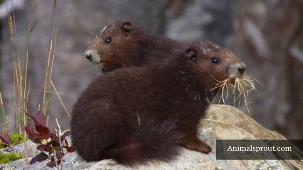marmot types in north america