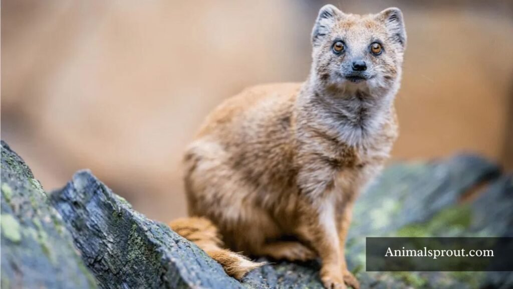 animals similar to meerkats