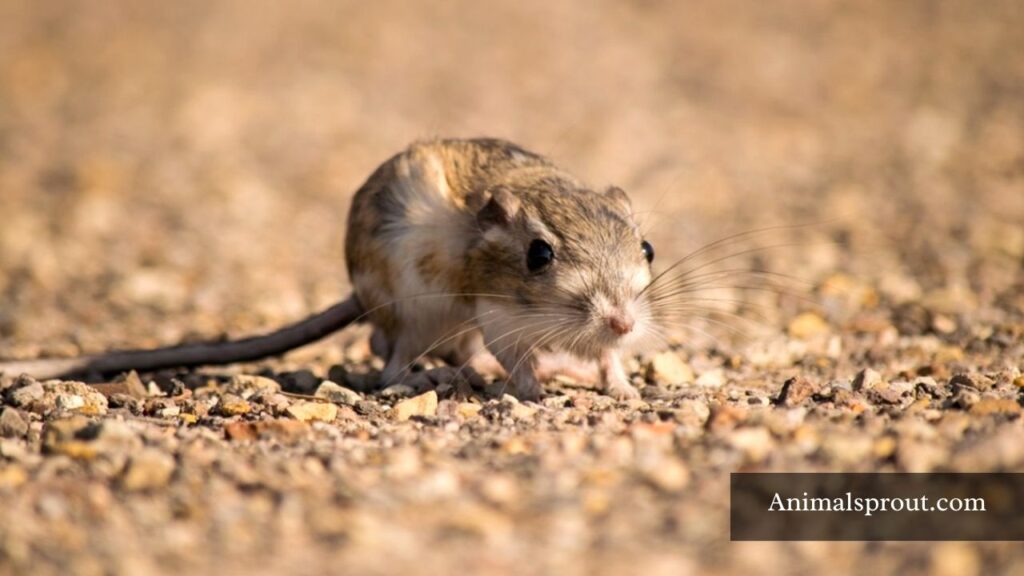 animals that hop