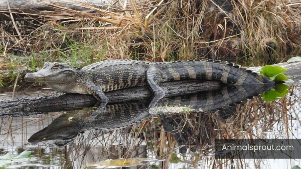 river animals pictures