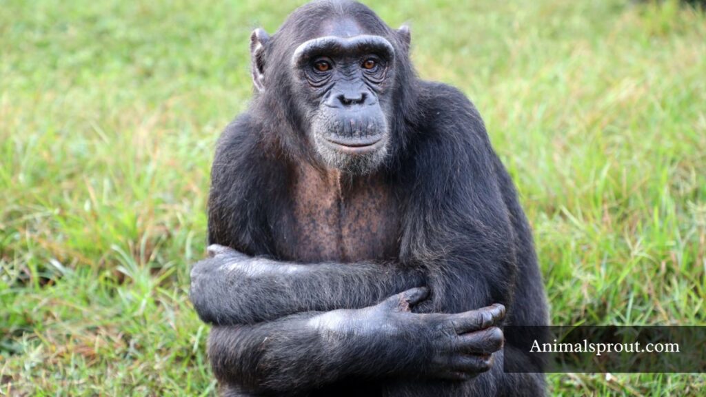 animal that has the biggest brain