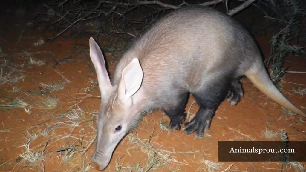 animal that has trunk