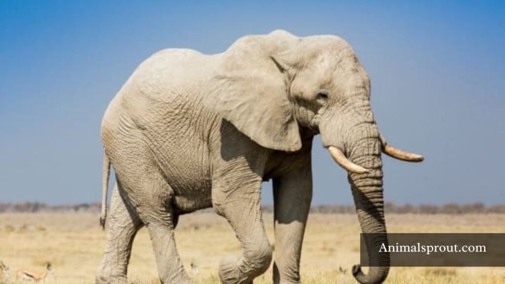 Strong Animals In The World