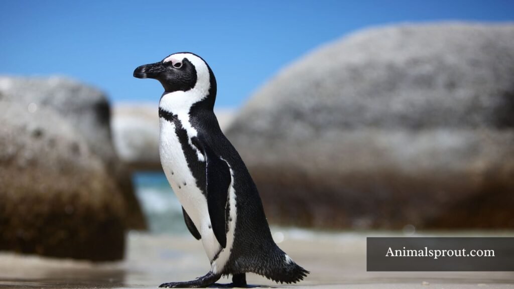 18 types of penguins