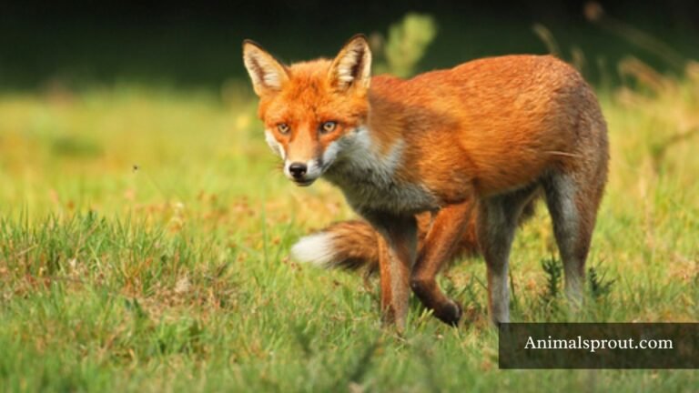 Animals That Are Like Foxes