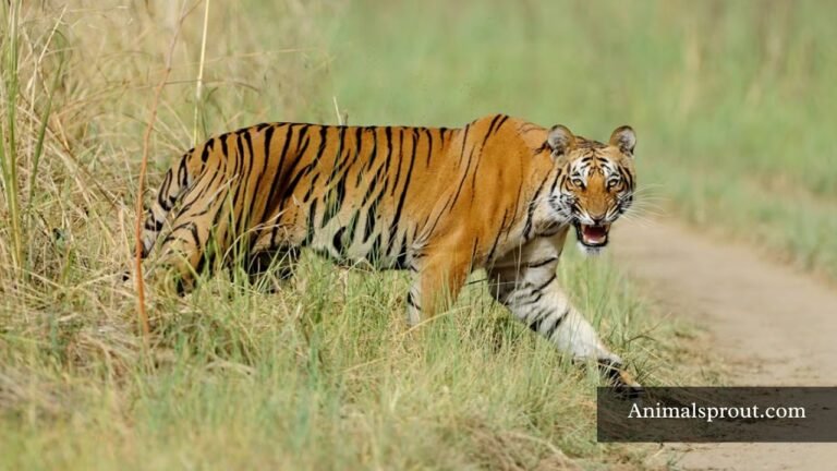 Animals That Are Loud