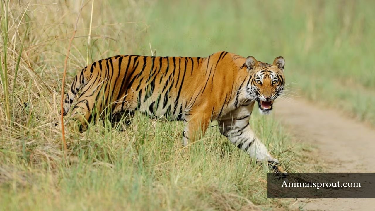 Animals That Are Loud