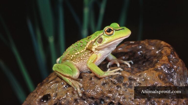 Animals That Eat Frogs