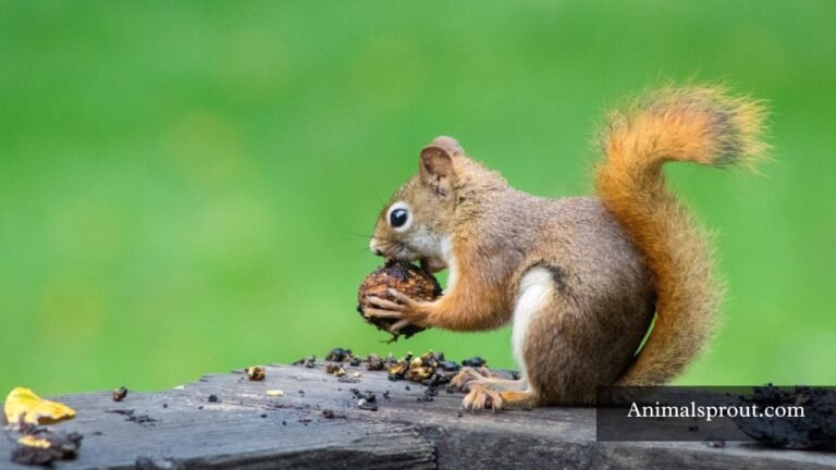 Animals That Eat Pomegranates