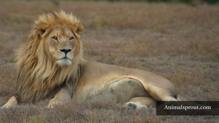 Animals That Have Manes