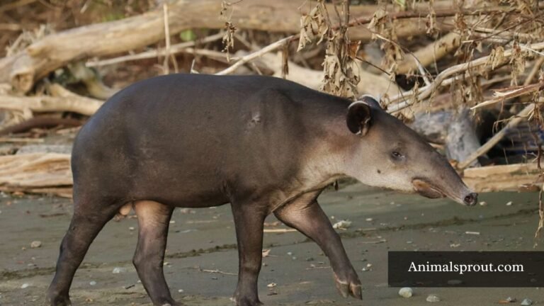 Animals That Have Trunk