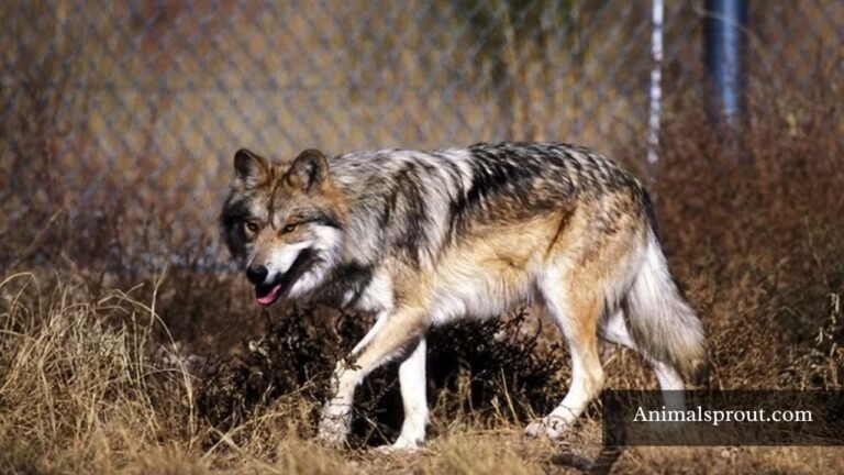 Animals That Live In Mexico