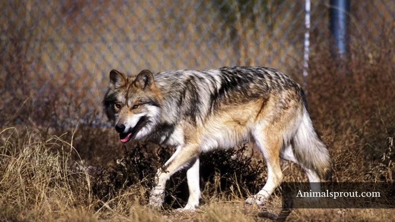 Animals That Live In Mexico