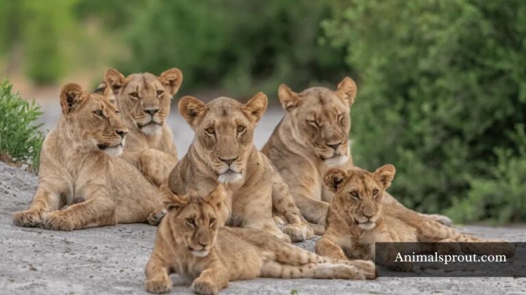 Animals That Live in Groups