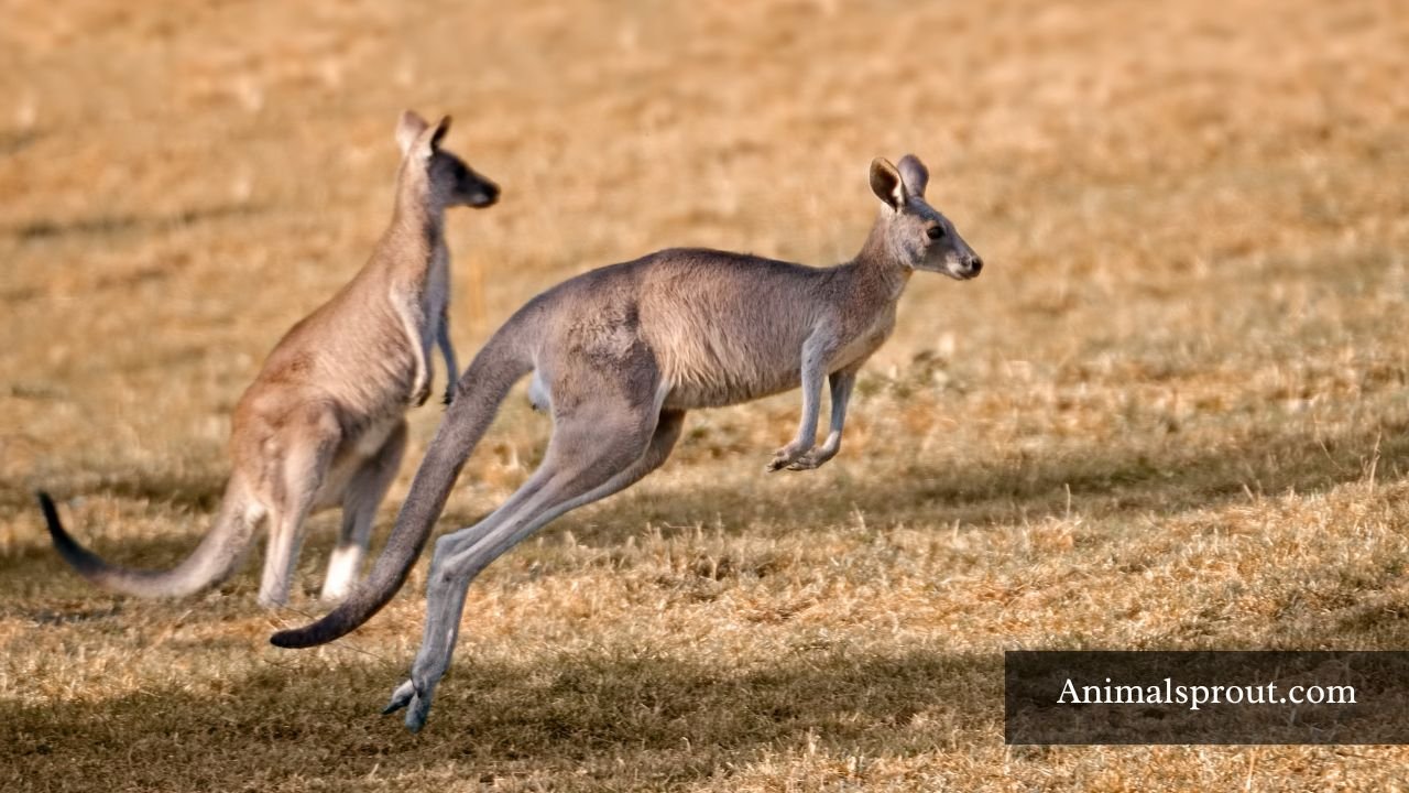 Animals That Walk on Two Legs