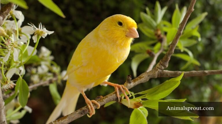 Animals That Whistle