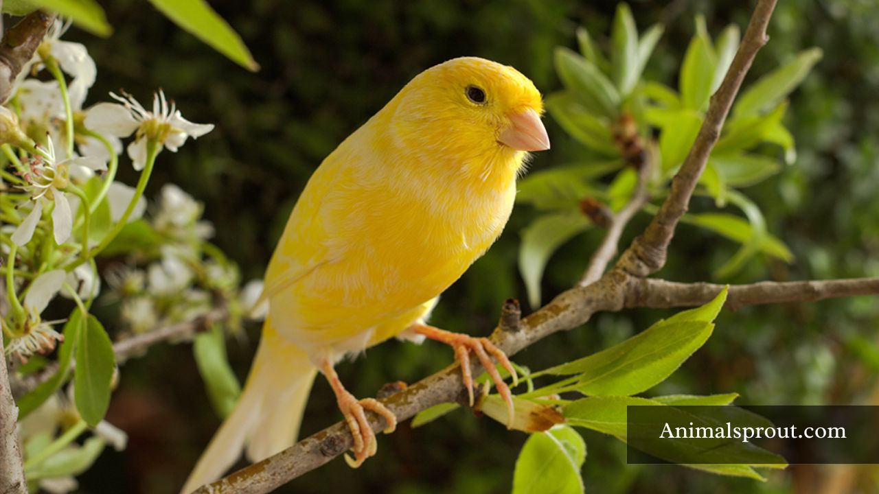 Animals That Whistle